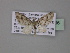  ( - BC ZSM Lep 03796)  @14 [ ] CreativeCommons - Attribution Non-Commercial Share-Alike (2010) Unspecified SNSB, Zoologische Staatssammlung Muenchen