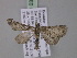  ( - BC ZSM Lep 03810)  @13 [ ] CreativeCommons - Attribution Non-Commercial Share-Alike (2010) Unspecified SNSB, Zoologische Staatssammlung Muenchen