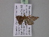  ( - BC ZSM Lep 03823)  @12 [ ] CreativeCommons - Attribution Non-Commercial Share-Alike (2010) Unspecified SNSB, Zoologische Staatssammlung Muenchen