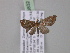  ( - BC ZSM Lep 03832)  @12 [ ] CreativeCommons - Attribution Non-Commercial Share-Alike (2010) Unspecified SNSB, Zoologische Staatssammlung Muenchen