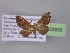  ( - BC ZSM Lep 03855)  @13 [ ] CreativeCommons - Attribution Non-Commercial Share-Alike (2010) Unspecified SNSB, Zoologische Staatssammlung Muenchen