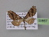  ( - BC ZSM Lep 03867)  @13 [ ] CreativeCommons - Attribution Non-Commercial Share-Alike (2010) Unspecified SNSB, Zoologische Staatssammlung Muenchen