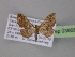  (Psaliodes AH06Ec - BC ZSM Lep 03868)  @14 [ ] CreativeCommons - Attribution Non-Commercial Share-Alike (2010) Unspecified SNSB, Zoologische Staatssammlung Muenchen