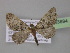  ( - BC ZSM Lep 03894)  @12 [ ] CreativeCommons - Attribution Non-Commercial Share-Alike (2010) Unspecified SNSB, Zoologische Staatssammlung Muenchen