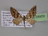  (Psaliodes nr. cronia - BC ZSM Lep 03933)  @14 [ ] CreativeCommons - Attribution Non-Commercial Share-Alike (2010) Unspecified SNSB, Zoologische Staatssammlung Muenchen