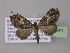  ( - BC ZSM Lep 03941)  @13 [ ] CreativeCommons - Attribution Non-Commercial Share-Alike (2010) Unspecified SNSB, Zoologische Staatssammlung Muenchen