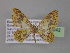  (Eois margaritaAH01Ec - BC ZSM Lep 03942)  @14 [ ] CreativeCommons - Attribution Non-Commercial Share-Alike (2010) Unspecified SNSB, Zoologische Staatssammlung Muenchen