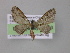 ( - BC ZSM Lep 03973)  @13 [ ] CreativeCommons - Attribution Non-Commercial Share-Alike (2010) Unspecified SNSB, Zoologische Staatssammlung Muenchen