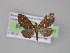  ( - BC ZSM Lep 03977)  @13 [ ] CreativeCommons - Attribution Non-Commercial Share-Alike (2010) Unspecified SNSB, Zoologische Staatssammlung Muenchen