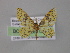  (Eois adimariaAH01Ec - BC ZSM Lep 03984)  @14 [ ] CreativeCommons - Attribution Non-Commercial Share-Alike (2010) Unspecified SNSB, Zoologische Staatssammlung Muenchen