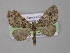  ( - BC ZSM Lep 03995)  @12 [ ] CreativeCommons - Attribution Non-Commercial Share-Alike (2010) Unspecified SNSB, Zoologische Staatssammlung Muenchen