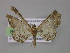  ( - BC ZSM Lep 04006)  @12 [ ] CreativeCommons - Attribution Non-Commercial Share-Alike (2010) Unspecified SNSB, Zoologische Staatssammlung Muenchen