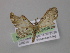  ( - BC ZSM Lep 04042)  @12 [ ] CreativeCommons - Attribution Non-Commercial Share-Alike (2010) Unspecified SNSB, Zoologische Staatssammlung Muenchen