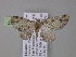  ( - BC ZSM Lep 04057)  @13 [ ] CreativeCommons - Attribution Non-Commercial Share-Alike (2010) Unspecified SNSB, Zoologische Staatssammlung Muenchen