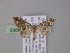  ( - BC ZSM Lep 04063)  @13 [ ] CreativeCommons - Attribution Non-Commercial Share-Alike (2010) Unspecified SNSB, Zoologische Staatssammlung Muenchen