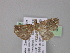  ( - BC ZSM Lep 04065)  @13 [ ] CreativeCommons - Attribution Non-Commercial Share-Alike (2010) Unspecified SNSB, Zoologische Staatssammlung Muenchen