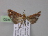  ( - BC ZSM Lep 04066)  @13 [ ] CreativeCommons - Attribution Non-Commercial Share-Alike (2010) Unspecified SNSB, Zoologische Staatssammlung Muenchen
