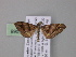  ( - BC ZSM Lep 04068)  @13 [ ] CreativeCommons - Attribution Non-Commercial Share-Alike (2010) Unspecified SNSB, Zoologische Staatssammlung Muenchen