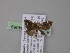  ( - BC ZSM Lep 04069)  @12 [ ] CreativeCommons - Attribution Non-Commercial Share-Alike (2010) Unspecified SNSB, Zoologische Staatssammlung Muenchen