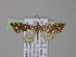  ( - BC ZSM Lep 04071)  @13 [ ] CreativeCommons - Attribution Non-Commercial Share-Alike (2010) Unspecified SNSB, Zoologische Staatssammlung Muenchen
