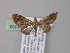  ( - BC ZSM Lep 04103)  @13 [ ] CreativeCommons - Attribution Non-Commercial Share-Alike (2010) Unspecified SNSB, Zoologische Staatssammlung Muenchen