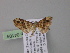  ( - BC ZSM Lep 04104)  @13 [ ] CreativeCommons - Attribution Non-Commercial Share-Alike (2010) Unspecified SNSB, Zoologische Staatssammlung Muenchen
