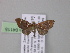  ( - BC ZSM Lep 04115)  @13 [ ] CreativeCommons - Attribution Non-Commercial Share-Alike (2010) Unspecified SNSB, Zoologische Staatssammlung Muenchen