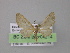  ( - BC ZSM Lep 04214)  @14 [ ] CreativeCommons - Attribution Non-Commercial Share-Alike (2010) Unspecified SNSB, Zoologische Staatssammlung Muenchen