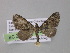  ( - BC ZSM Lep 04230)  @12 [ ] CreativeCommons - Attribution Non-Commercial Share-Alike (2010) Unspecified SNSB, Zoologische Staatssammlung Muenchen