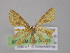  ( - BC ZSM Lep 04235)  @13 [ ] CreativeCommons - Attribution Non-Commercial Share-Alike (2010) Unspecified SNSB, Zoologische Staatssammlung Muenchen