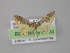  (Eois golosataAH01Ec - BC ZSM Lep 04250)  @13 [ ] CreativeCommons - Attribution Non-Commercial Share-Alike (2010) Unspecified SNSB, Zoologische Staatssammlung Muenchen