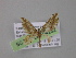  ( - BC ZSM Lep 04252)  @12 [ ] CreativeCommons - Attribution Non-Commercial Share-Alike (2010) Unspecified SNSB, Zoologische Staatssammlung Muenchen