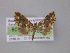  ( - BC ZSM Lep 04255)  @12 [ ] CreativeCommons - Attribution Non-Commercial Share-Alike (2010) Unspecified SNSB, Zoologische Staatssammlung Muenchen