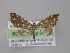  ( - BC ZSM Lep 04258)  @13 [ ] CreativeCommons - Attribution Non-Commercial Share-Alike (2010) Unspecified SNSB, Zoologische Staatssammlung Muenchen