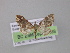  (Psaliodes AH09Ec - BC ZSM Lep 04268)  @14 [ ] CreativeCommons - Attribution Non-Commercial Share-Alike (2010) Unspecified SNSB, Zoologische Staatssammlung Muenchen