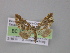  ( - BC ZSM Lep 04270)  @12 [ ] CreativeCommons - Attribution Non-Commercial Share-Alike (2010) Unspecified SNSB, Zoologische Staatssammlung Muenchen