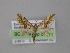  ( - BC ZSM Lep 04271)  @13 [ ] CreativeCommons - Attribution Non-Commercial Share-Alike (2010) Unspecified SNSB, Zoologische Staatssammlung Muenchen