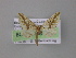  ( - BC ZSM Lep 04272)  @13 [ ] CreativeCommons - Attribution Non-Commercial Share-Alike (2010) Unspecified SNSB, Zoologische Staatssammlung Muenchen