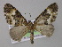  ( - BC ZSM Lep 04289)  @13 [ ] CreativeCommons - Attribution Non-Commercial Share-Alike (2010) Unspecified SNSB, Zoologische Staatssammlung Muenchen