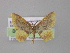  (Eois chasca - BC ZSM Lep 04299)  @14 [ ] CreativeCommons - Attribution Non-Commercial Share-Alike (2010) Unspecified SNSB, Zoologische Staatssammlung Muenchen