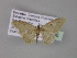  ( - BC ZSM Lep 03786)  @13 [ ] CreativeCommons - Attribution Non-Commercial Share-Alike (2010) Unspecified SNSB, Zoologische Staatssammlung Muenchen