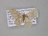  ( - BC ZSM Lep 03795)  @13 [ ] CreativeCommons - Attribution Non-Commercial Share-Alike (2010) Unspecified SNSB, Zoologische Staatssammlung Muenchen