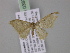  ( - BC ZSM Lep 03831)  @13 [ ] CreativeCommons - Attribution Non-Commercial Share-Alike (2010) Unspecified SNSB, Zoologische Staatssammlung Muenchen