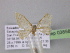  ( - BC ZSM Lep 03858)  @13 [ ] CreativeCommons - Attribution Non-Commercial Share-Alike (2010) Unspecified SNSB, Zoologische Staatssammlung Muenchen