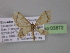  ( - BC ZSM Lep 03872)  @13 [ ] CreativeCommons - Attribution Non-Commercial Share-Alike (2010) Unspecified SNSB, Zoologische Staatssammlung Muenchen