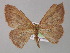  (Semaeopus illimitataAH01Ec - BC ZSM Lep 04037)  @13 [ ] CreativeCommons - Attribution Non-Commercial Share-Alike (2010) Unspecified SNSB, Zoologische Staatssammlung Muenchen