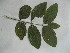  (Jasminum samabc - NIBGE-GCUBG-136)  @11 [ ] CreativeCommons - Attribution Non-Commercial Share-Alike (2011) Zaheer Khan GC University Lahore, Pakistan