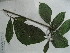  ( - NIBGE-GCUBG-188)  @11 [ ] CreativeCommons - Attribution Non-Commercial Share-Alike (2011) Zaheer Khan GC University Lahore, Pakistan