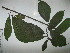  ( - NIBGE-GCUBG-189)  @11 [ ] CreativeCommons - Attribution Non-Commercial Share-Alike (2011) Zaheer Khan GC University Lahore, Pakistan