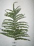  (Pteris vitata - NIBGE-GCUBG-331)  @11 [ ] CreativeCommons - Attribution Non-Commercial Share-Alike (2011) Zaheer Khan GC University Lahore, Pakistan